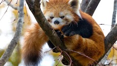 Red Panda. Animals Wallpaperのおすすめ画像1