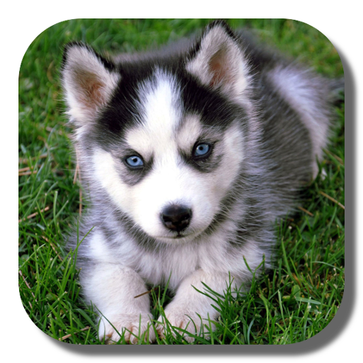 Husky Live Wallpaper  Icon