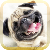 Funny Videos and Pictures icon