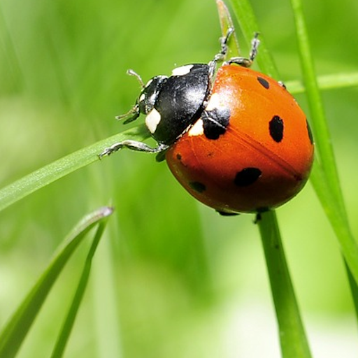 Nature - World logo