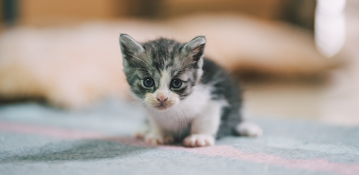 Cute Cat Theme Keyboard