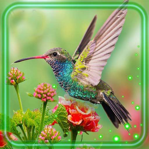 Hummingbird Cute  Icon