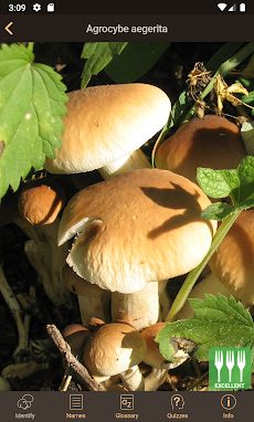 iFunch - Mushrooms identificatのおすすめ画像5