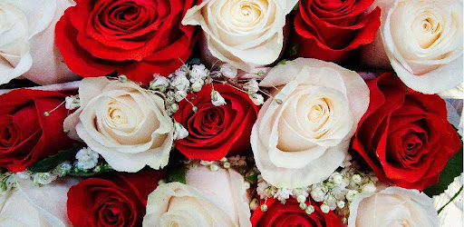Rose Live Wallpaper Android App