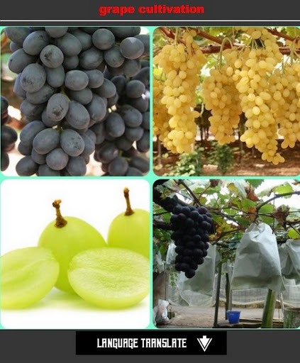grape cultivation