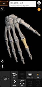 骨格 | 解剖学3D アトラス