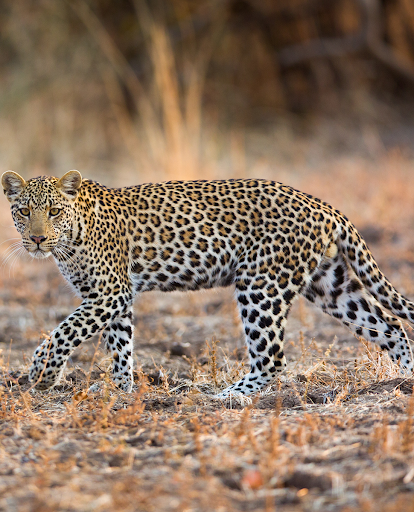 Android application Leopard Sounds screenshort