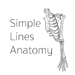 Simple Lines Anatomy