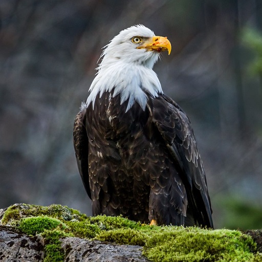 Bald Eagle Wallpaper HD logo