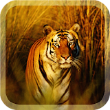Wild Tigers Live Wallpaper icon