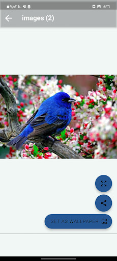 Android application birds wallpapers screenshort