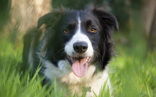 Border Collie Wallpaper