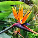 Bird Of Paradise Wallpapers HD icon
