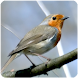 鳥の為の鳥の鳴き声 - Androidアプリ