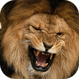 Wild Animal Wallpapers icon