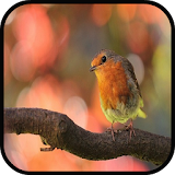 Free Bird Images icon