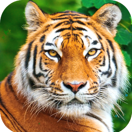 Tiger Wallpaper HD - Ứng dụng trên Google Play