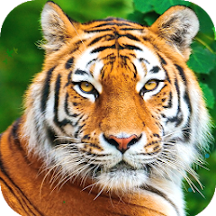 Tiger Wallpaper HD - Apps on Google Play