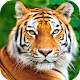 Tiger Wallpaper HD دانلود در ویندوز