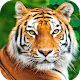 Tiger Wallpaper HD Windows'ta İndir