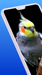 Captura 7 Awesome Cockatiel Sounds mp3 android