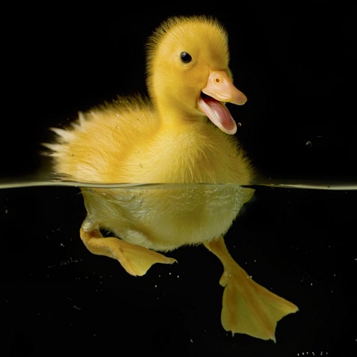 Duckling Wallpapers logo