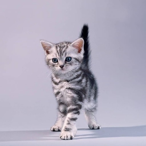 American Shorthair Wallpapers logo