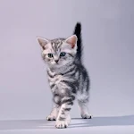 Cover Image of Download American Shorthair Wallpapers  APK