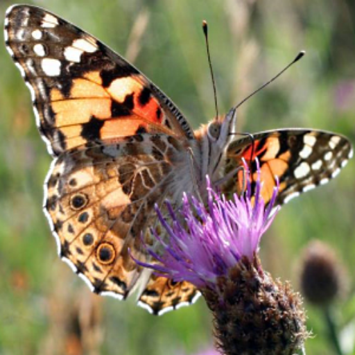 Butterfly Spotter logo
