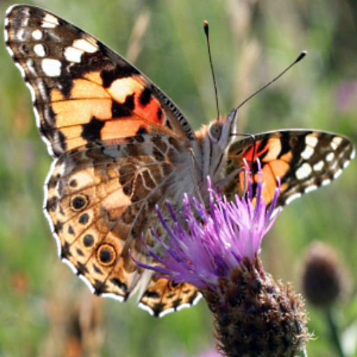 Butterfly Spotter  Icon