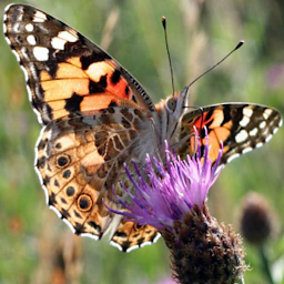 Butterfly Spotter: Download & Review