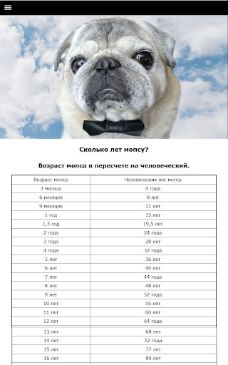 Мопс - выбор собаки