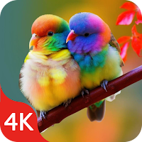 Birds Wallpapers Live in 4K