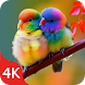 Birds Wallpapers in 4K - Androidアプリ