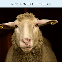 Ringtones de ovejas tonos y s