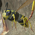 Wasp Nest Simulator - Insect and 3d animal game2.4.4