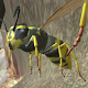 Wasp Nest Simulator