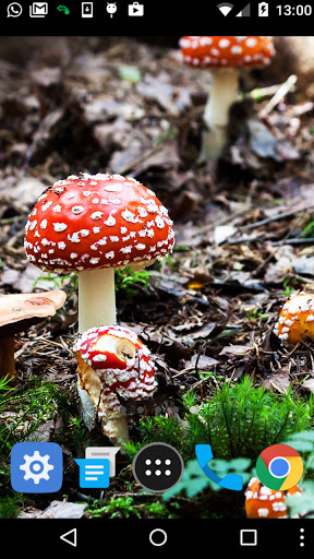 fungus wallpaper Screen 2