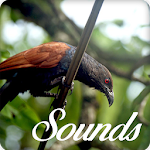 Cover Image of डाउनलोड Coucal Bird Song Sounds and Ringtone Audio 19.0.0 APK
