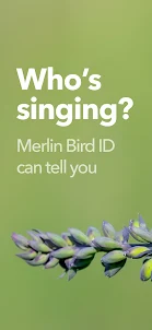 Merlin Bird ID by Cornell Lab