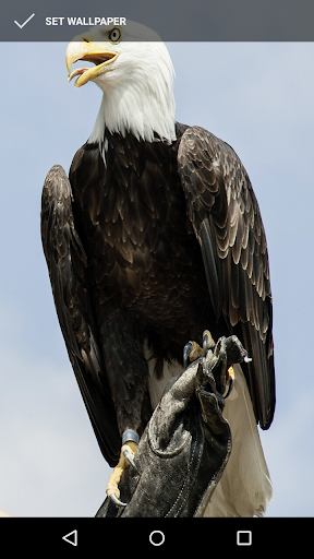 Bold Eagle Wallpapers Screen 2