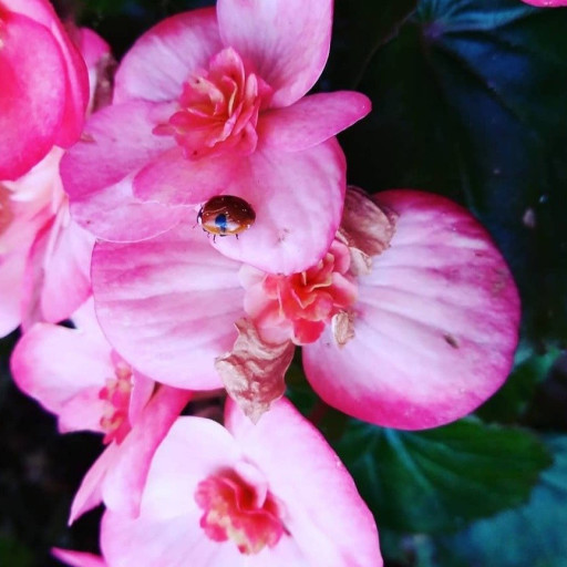 Mariagiovanna Prudente