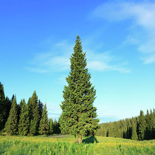simple pine tree logo
