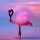 Flamingo Wallpaper Изтегляне на Windows
