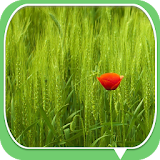 A Field of Wheat icon
