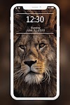 screenshot of Lion Wallpapers HD