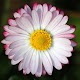 Daisy Wallpapers Download on Windows
