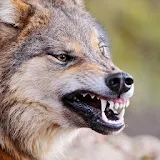 Predatory Wolf Wallpapers icon