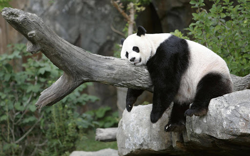 Panda Live Wallpaper