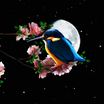 Sakura and Bird Live Wallpaper Apk